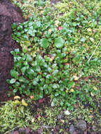 Image of Epilobium macropus Hook.