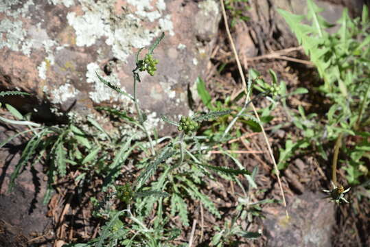 Image of Fendler's ragwort