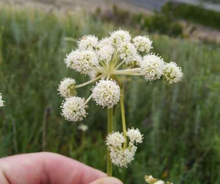 Imagem de Hippomarathrum ledebourii (G. Don fil.)