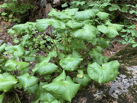 Image de Caltha leptosepala subsp. howellii (Huth) P. G. Sm.