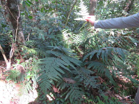 Image of Polystichum muricatum (L.) Fée