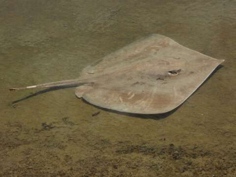 Image of Longnose Stingray