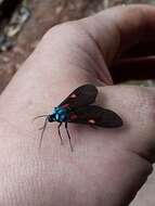 Image of Cyanopepla fastuosa Walker 1854