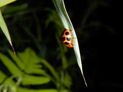 صورة <i>Gonioctena tredecimmaculata</i>