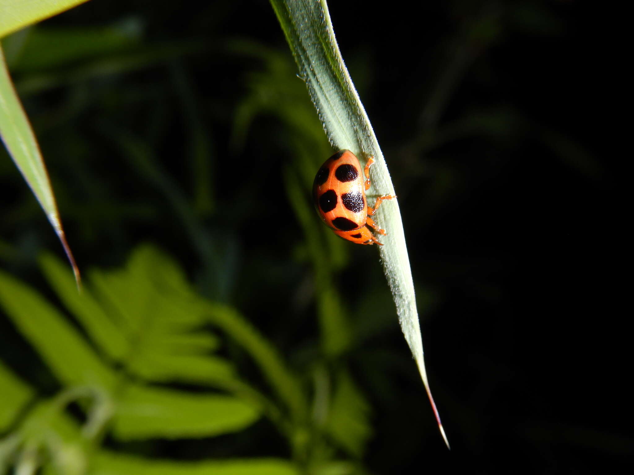 صورة <i>Gonioctena tredecimmaculata</i>