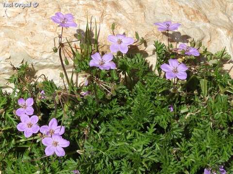 Image of Erodium acaule (L.) Becherer & Thell.