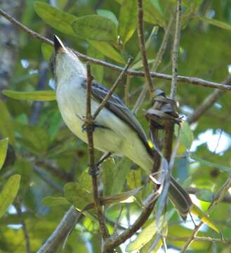 Myiarchus sagrae lucaysiensis (Bryant & H 1867)的圖片