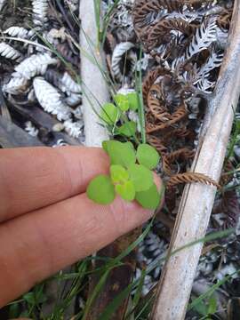 Image of Mentha cunninghamii (Benth.) Benth.