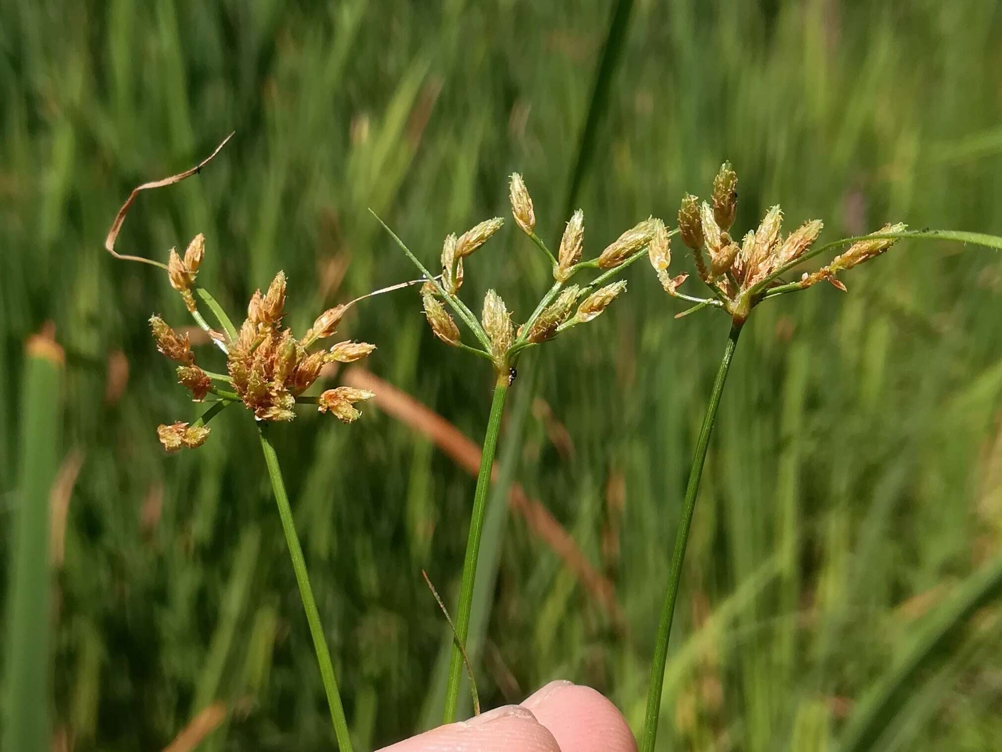 Imagem de Fimbristylis bisumbellata (Forssk.) Bubani