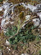 Imagem de Sesleria caerulea (L.) Ard.