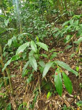 Image of Alpinia intermedia Gagnep.