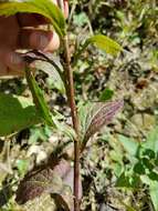 Image of elmleaf goldenrod