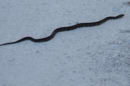 Image of Atlantic salt marsh snake