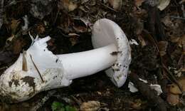 Image of Western North American Destroying Angel