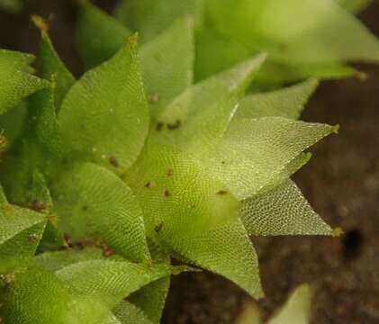 Image of sharpleaf hookeria moss