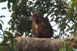 Macaca arctoides (I. Geoffroy Saint-Hilaire 1831) resmi