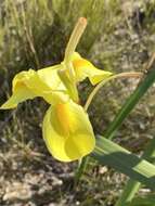 Image of Large yellow moraea