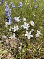 Image of Triteleia lilacina Greene