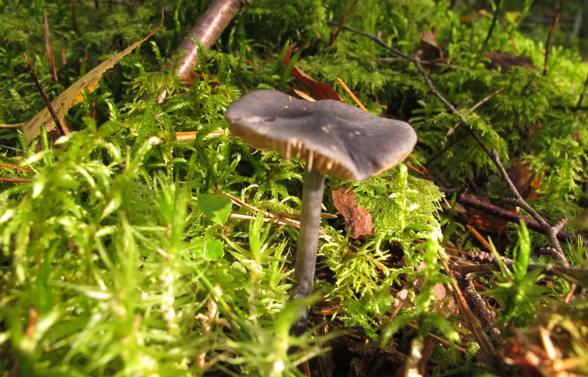 Image of Entocybe