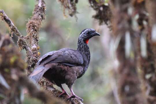 Image of Bearded Guan