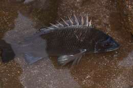 Image of Black Bream