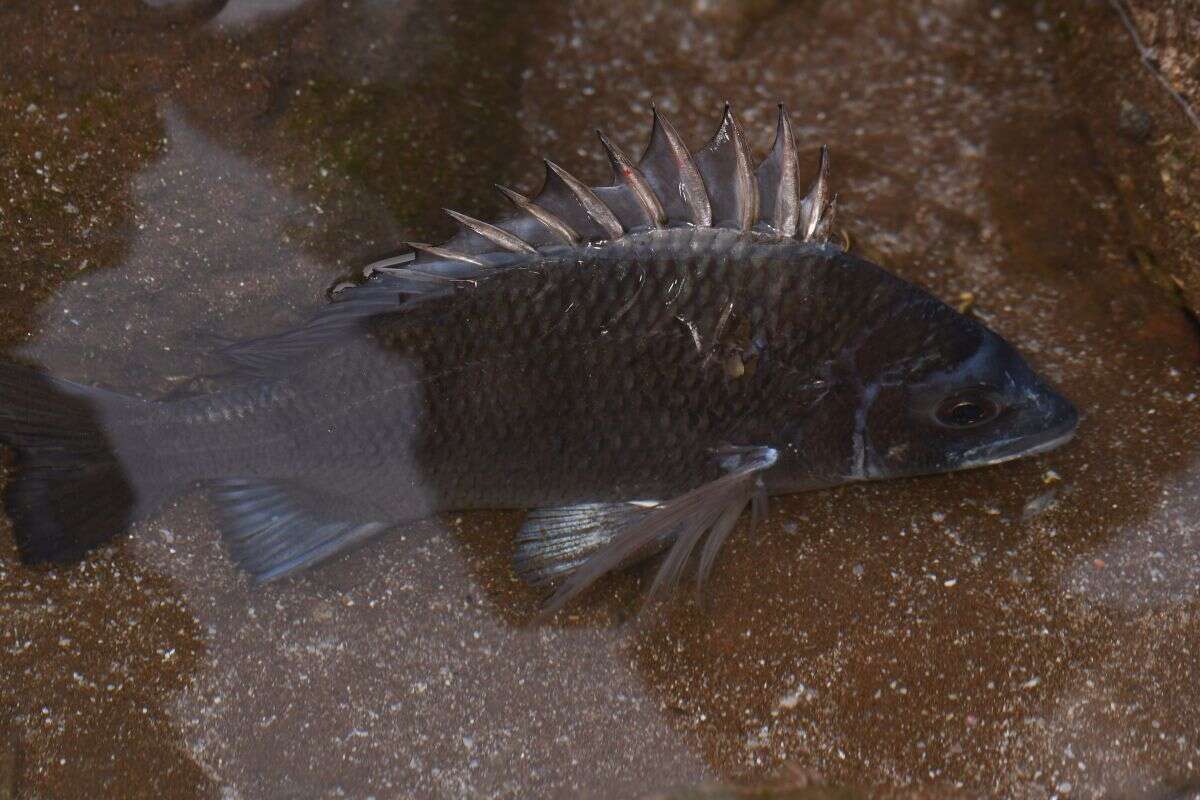 Image of Black Bream