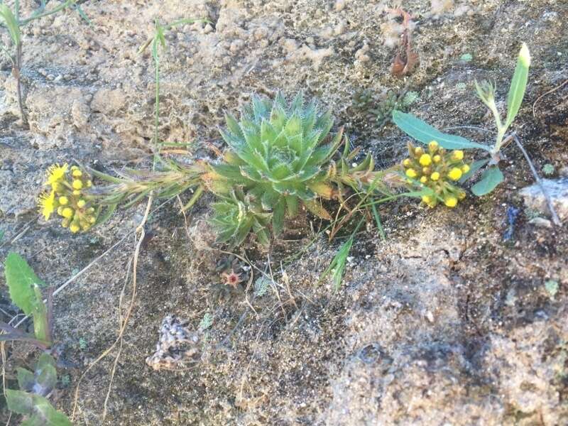 Image of Aeonium simsii (Sweet) W. T. Stearn