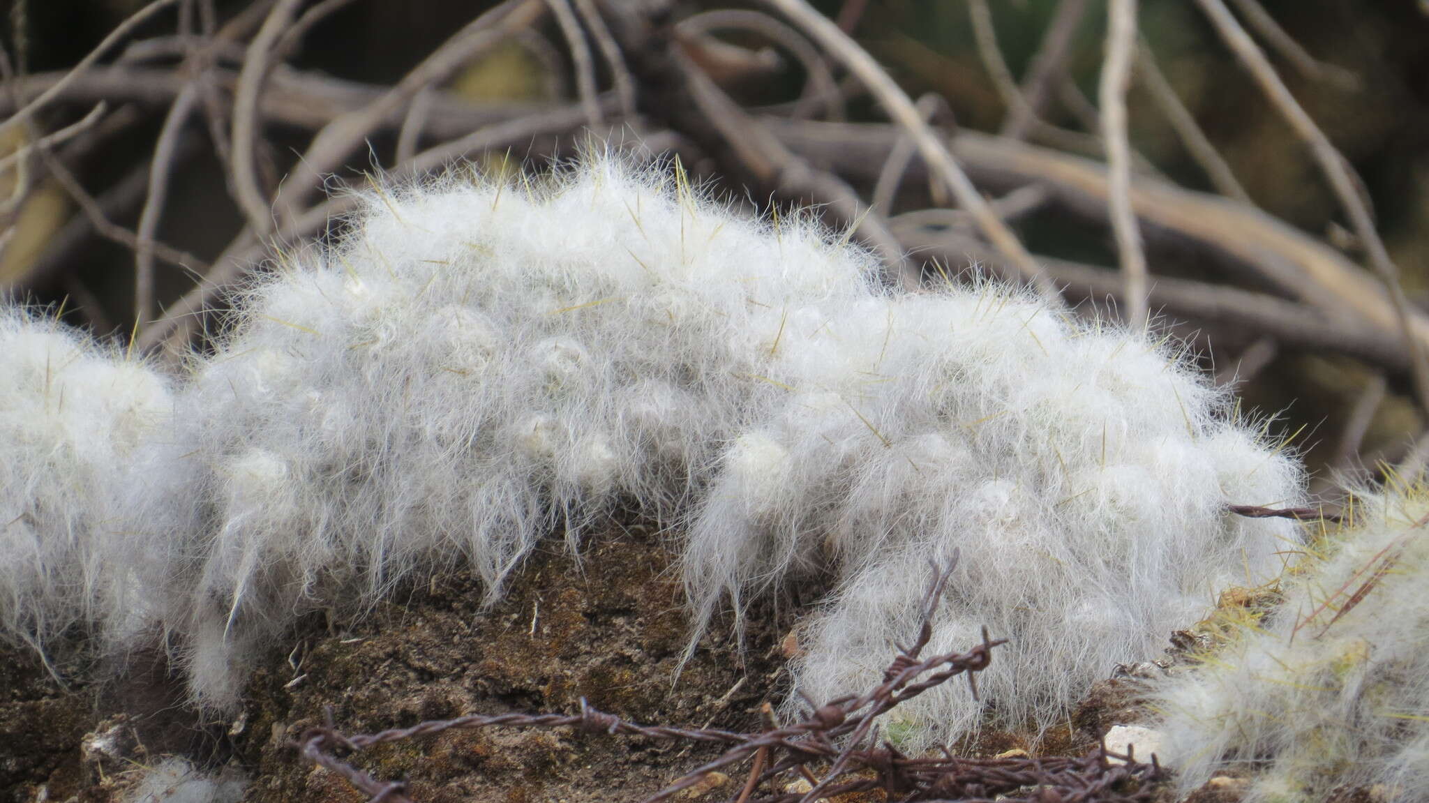 Plancia ëd Austrocylindropuntia floccosa (Salm-Dyck) F. Ritter