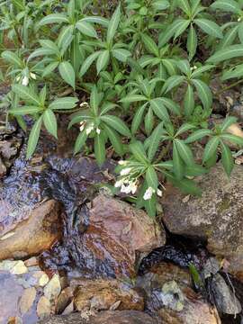 Image of Impatiens tubulosa Hemsl. ex Forb. & Hemsl.