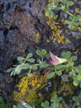 Image of Lotus azoricus P. W. Ball