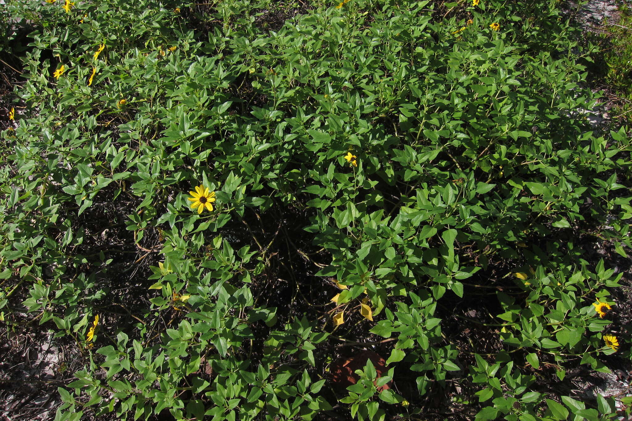 Image of cucumberleaf sunflower