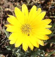 Image of Spear African Daisy