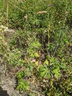 Image of Wenatchee Mountains checkermallow