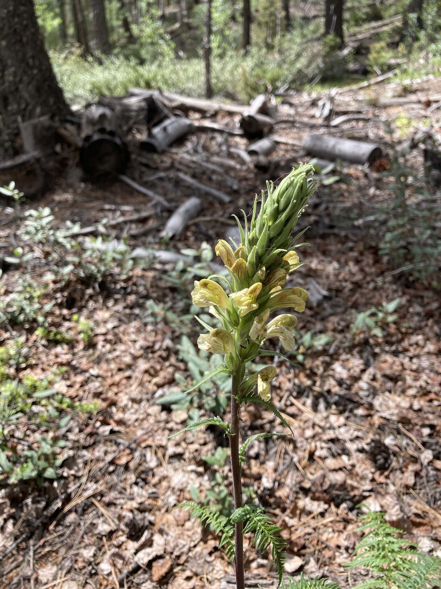 Image of Giant Lousewort