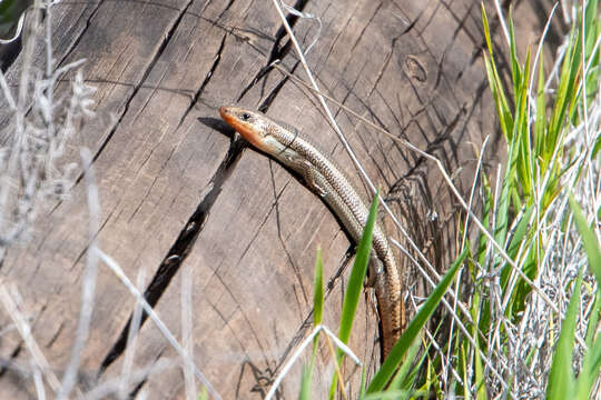 Image of Common Western Skink