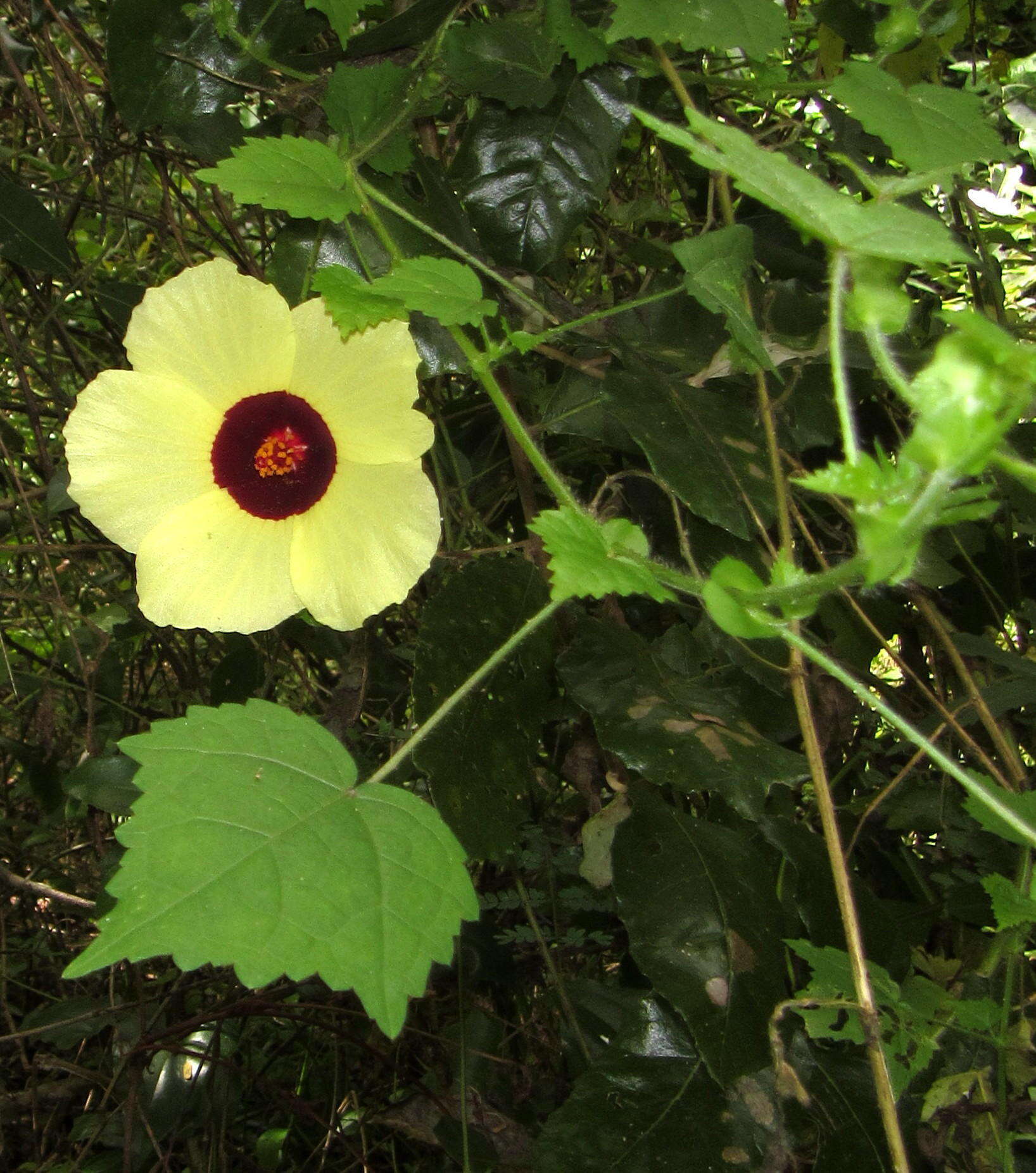 Image of Prickly hibiscus creeper