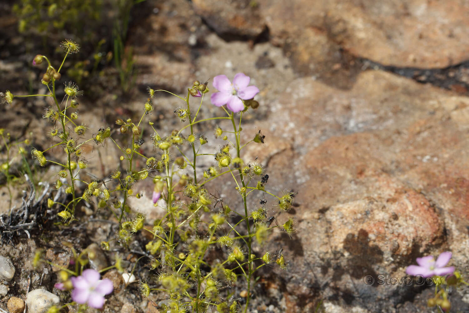 Image of Drosera stricticaulis (Diels) O. H. Sargent