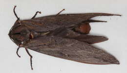 Image of Labyrinthine Ghost Moth