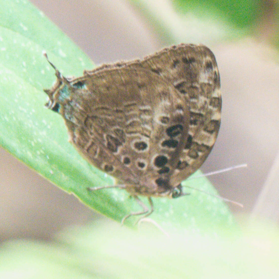 Image de Arhopala anthelus (Westwood (1852))