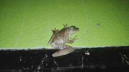 Image of Chirique-Flusse Treefrog