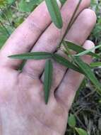 Image of Sampson's-Snakeroot