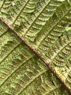 Imagem de Dryopteris subbipinnata W. H. Wagner & Hobdy