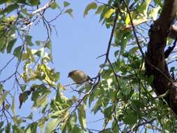 Image of Ruby-crowned Kinglet