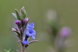 Image of Echiochilon fruticosum Desf.