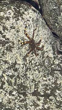 Image of flat rock crab