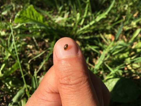 Image of Common Bladder Snail