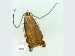 Image of Crocanthes diula Meyrick 1904