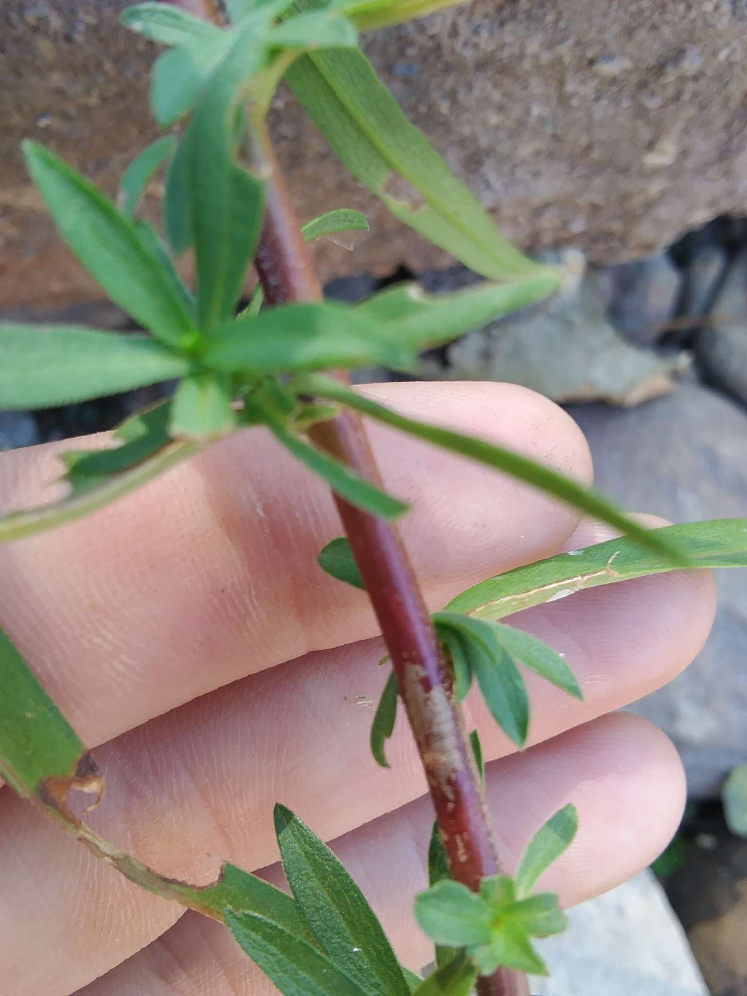 Symphyotrichum lanceolatum var. hesperium (A. Gray) G. L. Nesom的圖片