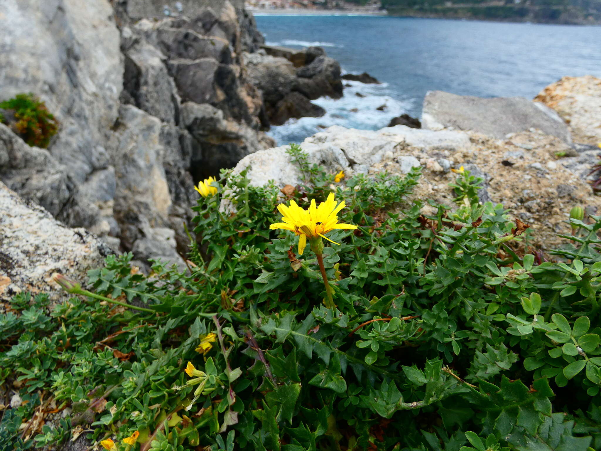 Image of Hyoseris lucida L.