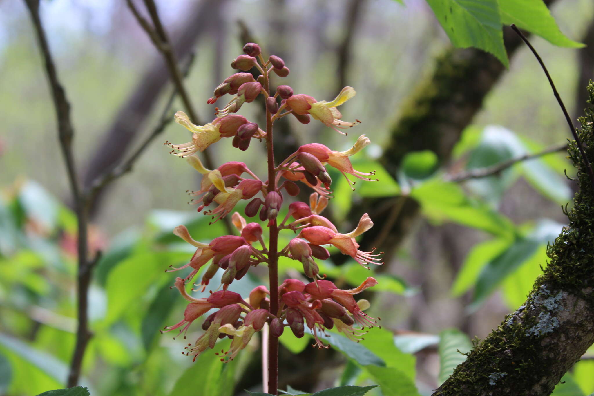 صورة Aesculus bushii C. K. Schneid.